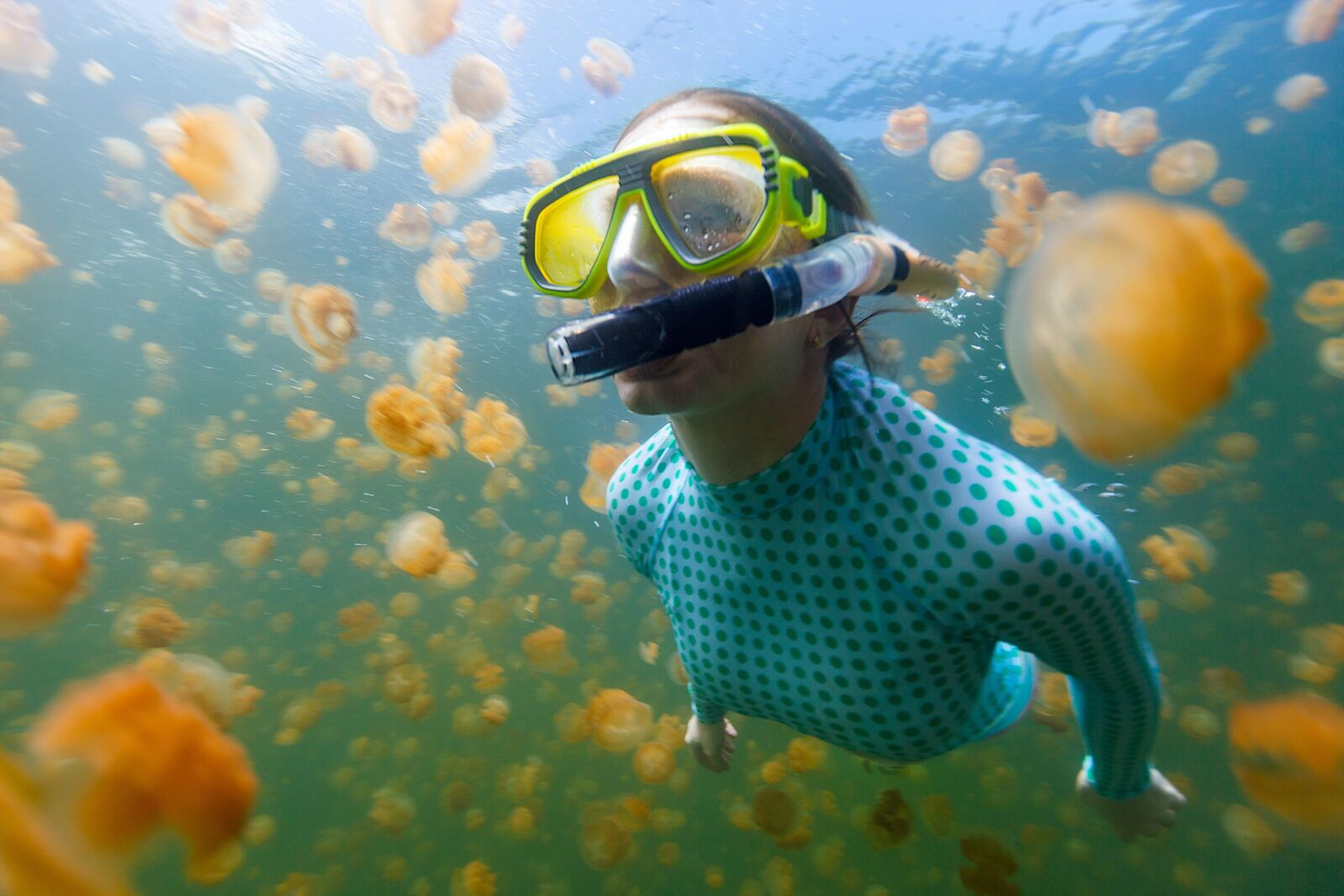 Snorkeling amid thousands of golden jellyfish in Palau's famous Jellyfish Lake offers an extraordinary underwater adventure