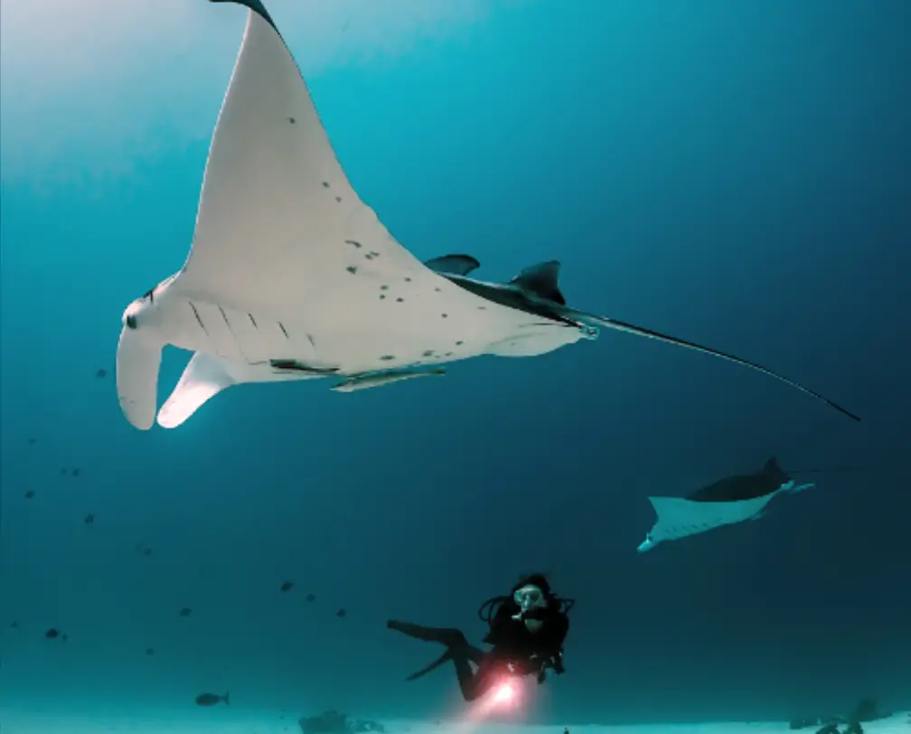 Scuba diver explores with majestic manta rays in Palau's pristine blue waters, showcasing the rich underwater biodiversity