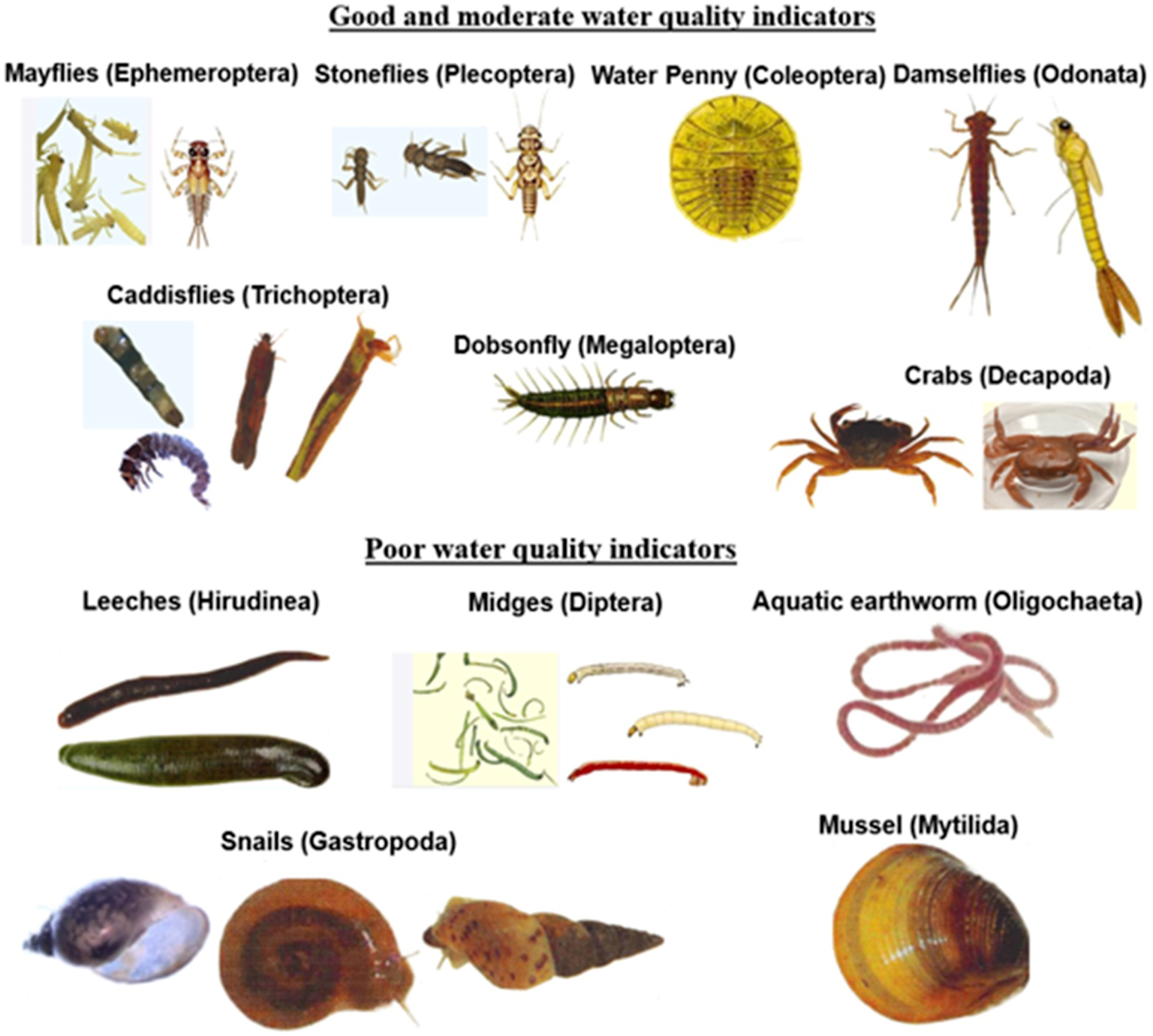 Benthic macroinvertebrates used as bioindicators for assessing water quality in watershed monitoring