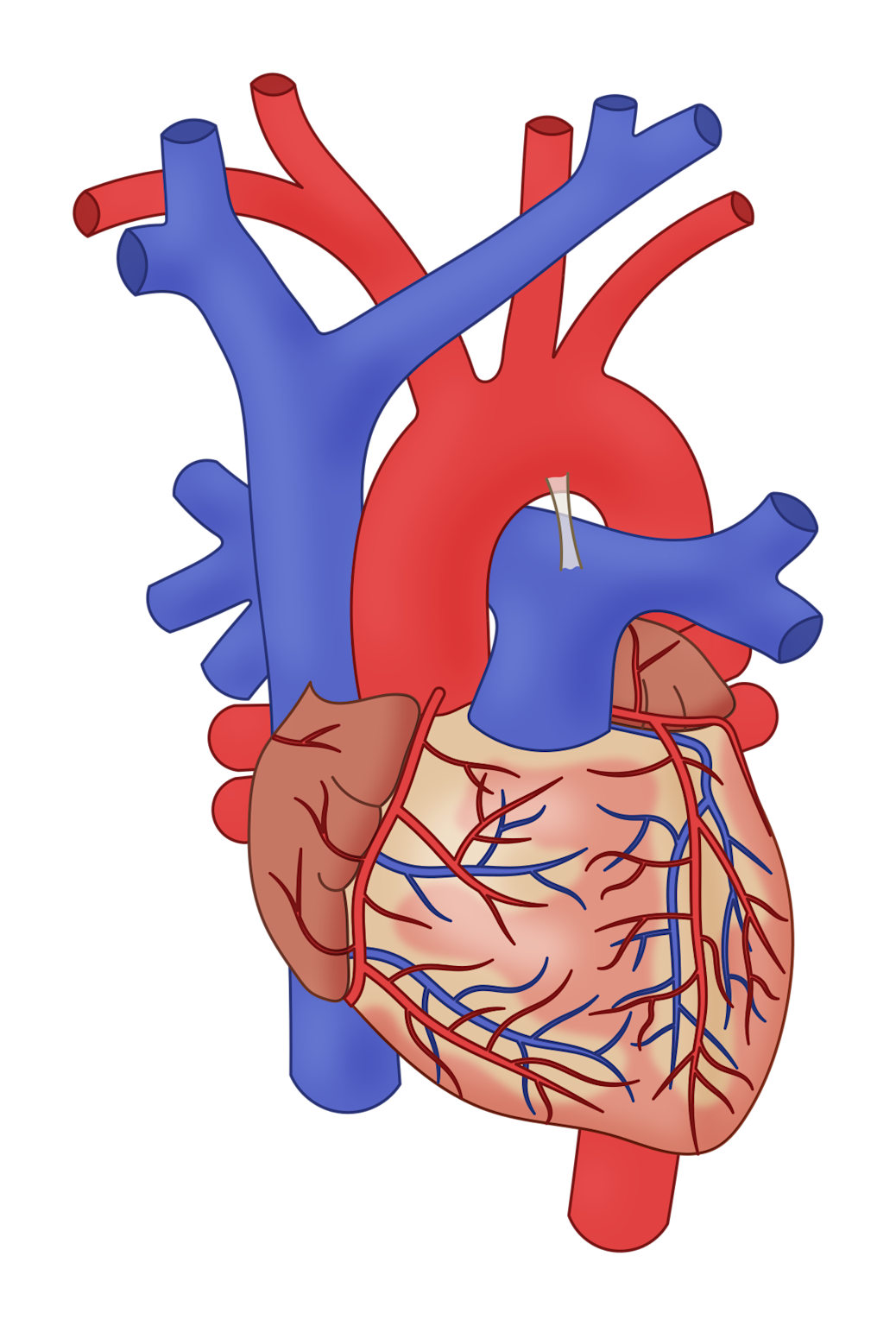 Pandangan luar jantung manusia yang menunjukkan arteri utama (merah) dan vena (biru) termasuk aorta dan pembuluh paru-paru
