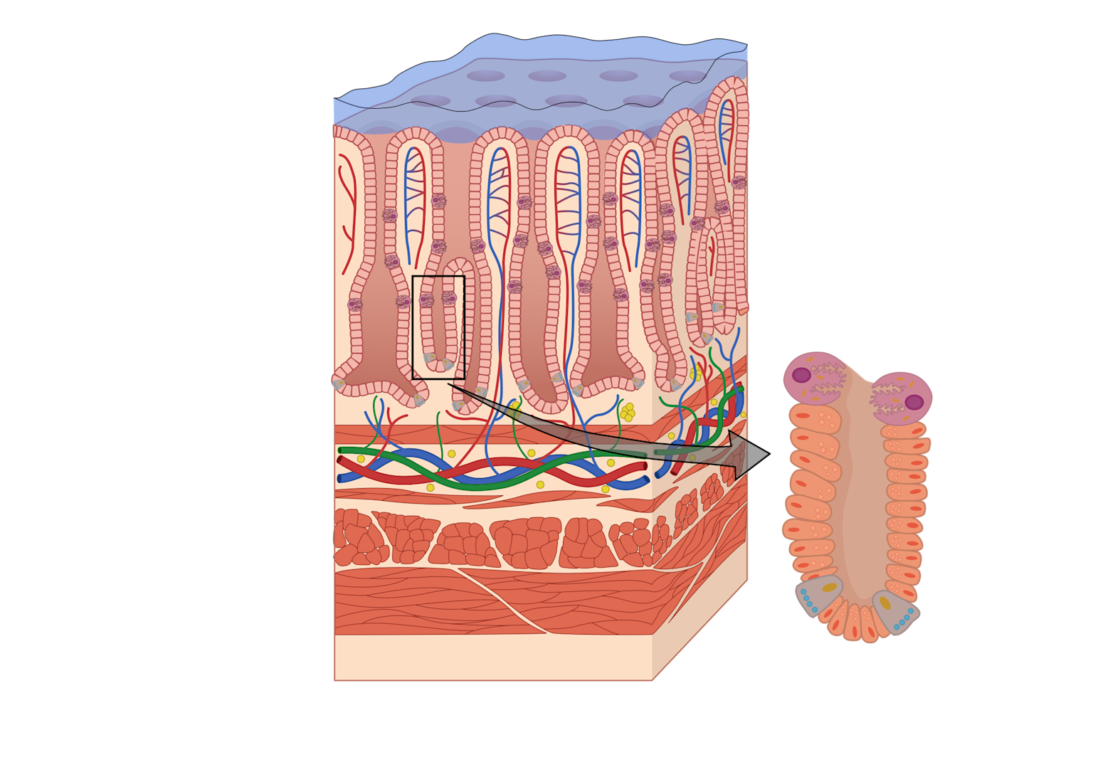 Histological structure of the stomach wall showing gastric pits and specialized epithelial cells