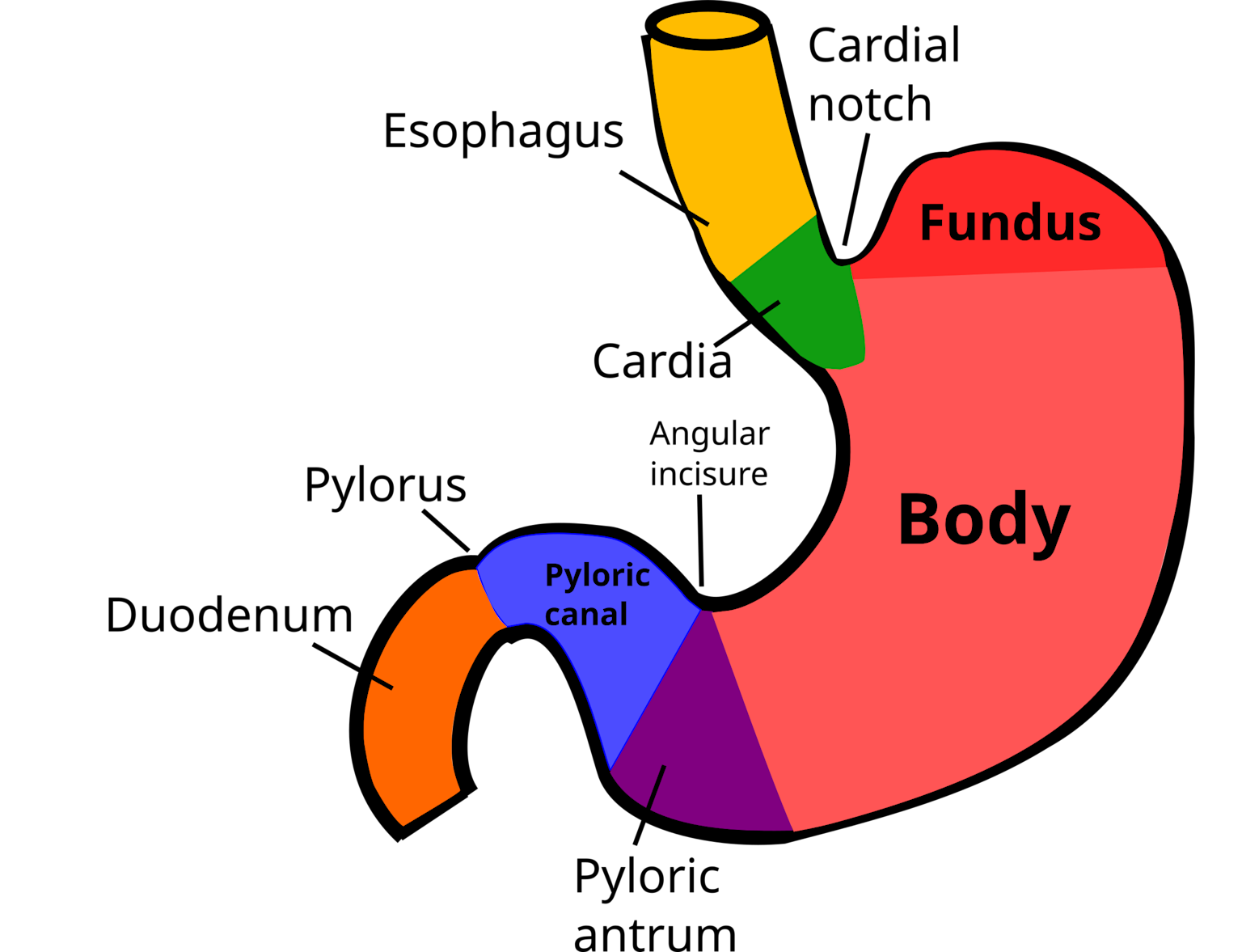 Diagram of stomach regions including cardia, fundus, body, antrum, pyloric canal, and pylorus labeled in English