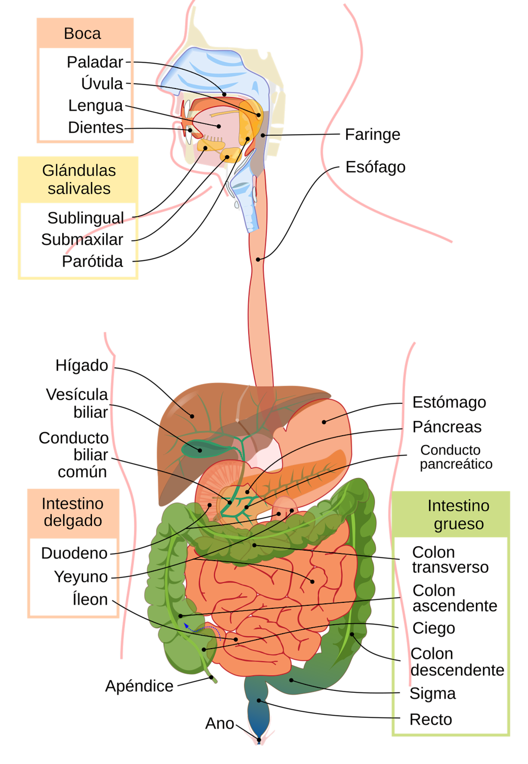 Diagram of the human digestive system highlighting the stomach and related organs, labelled in Spanish