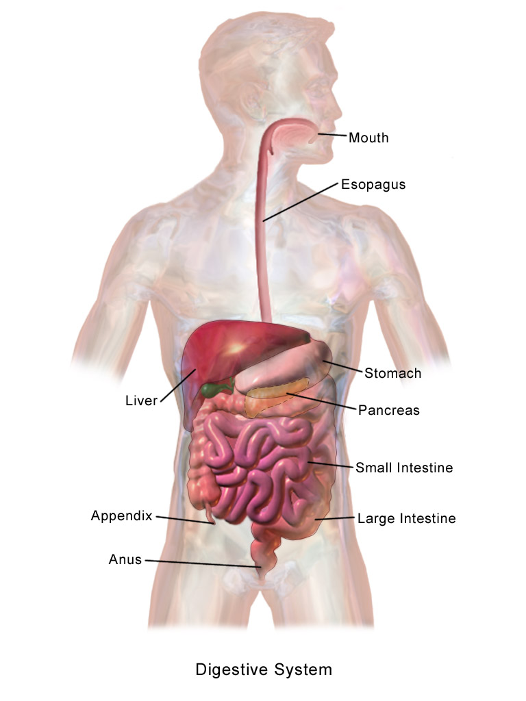 Anatomical illustration of the adult human digestive system highlighting the stomach and surrounding organs