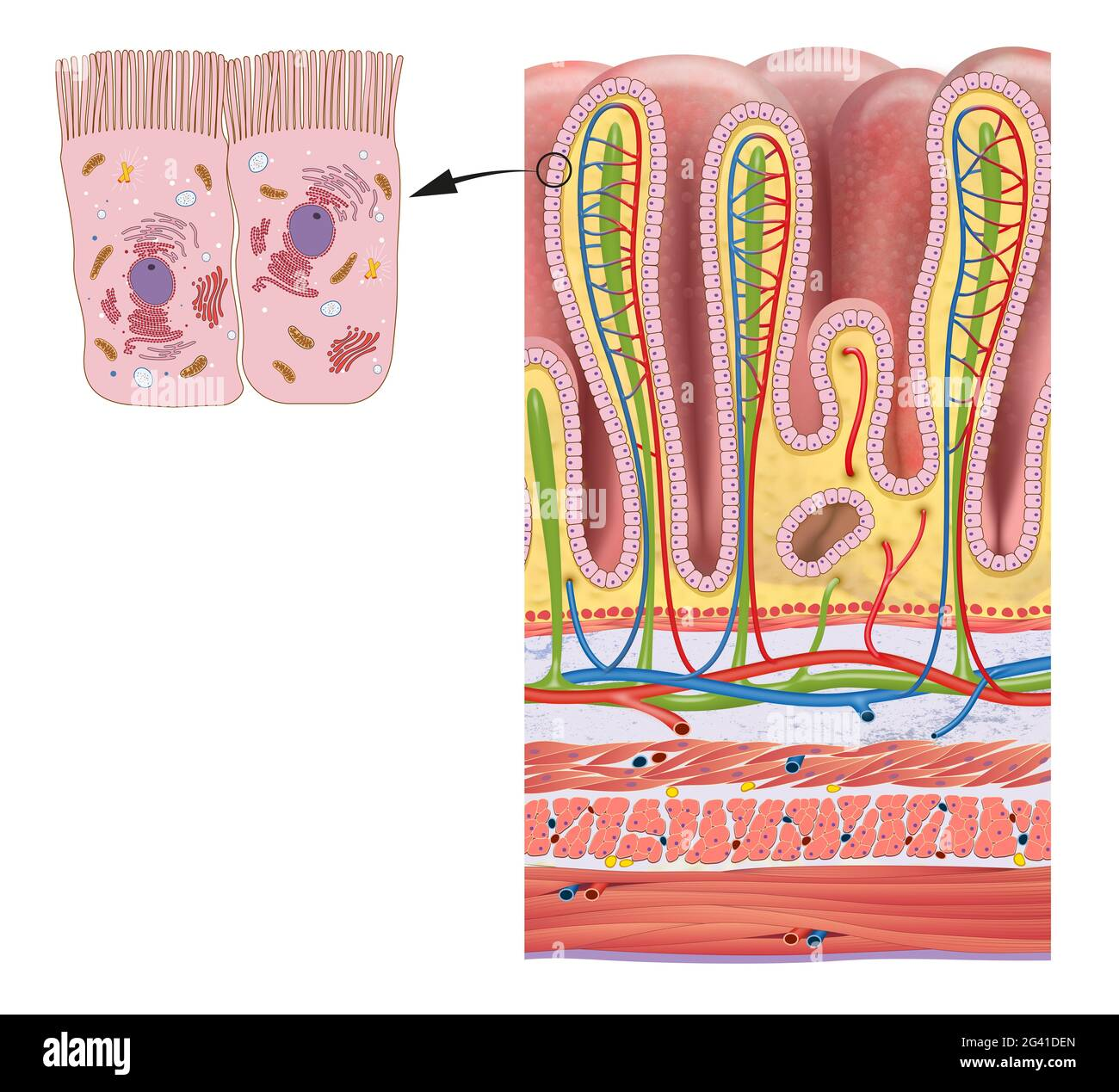 Histological cross-section of the stomach showing gastric mucosa, pits, blood vessels, and gastric epithelial cells with cellular organelles