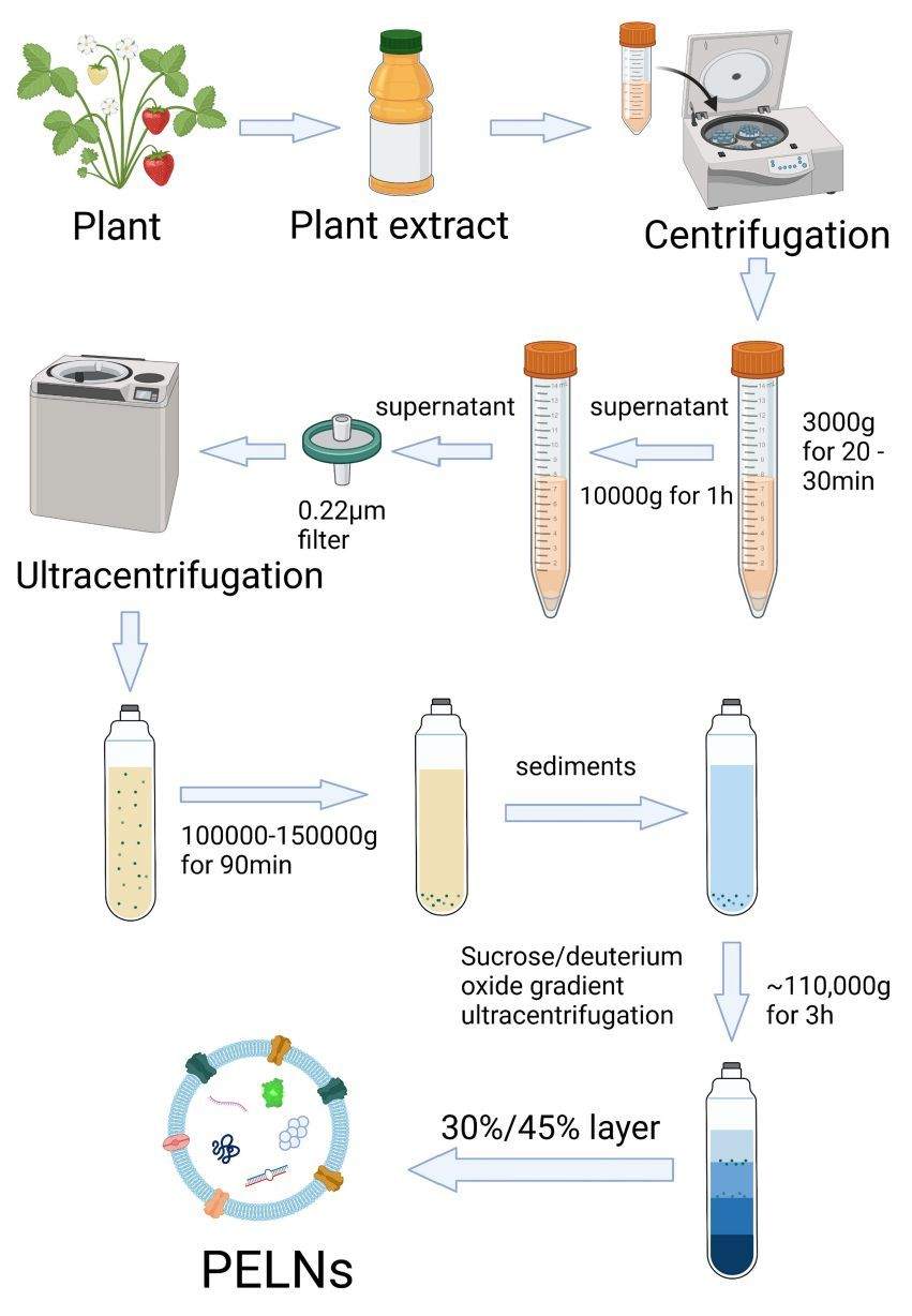 Diagram showing the process of isolating plant-derived exosomes (PELNs) from strawberry plants through multiple centrifugation and filtration steps