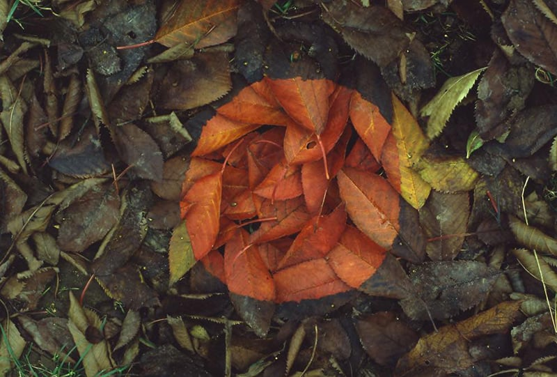 Nature-inspired art using autumn leaves arranged in a circular pattern highlighting natural colors and textures