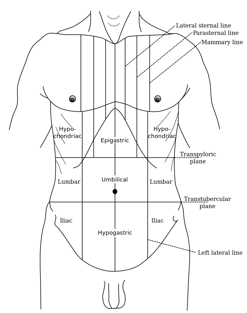 Illustration of abdominal pain indicating stomach discomfort often associated with food poisoning symptoms