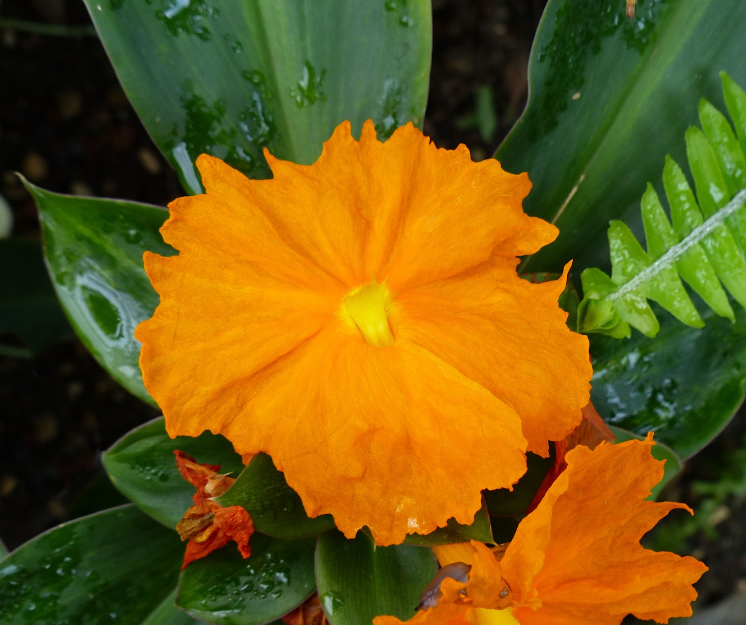 Close-up of the bright orange flower of Costus igneus (fiery costus) with green foliage.