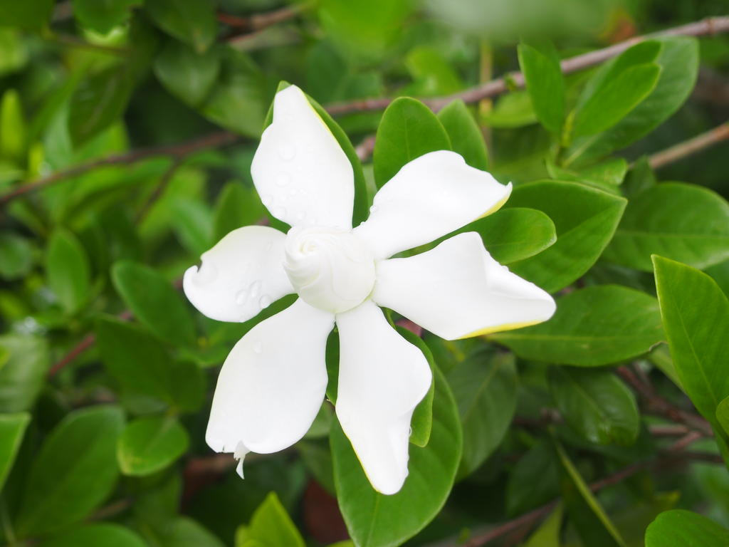 Close-up of Bouea macrophylla flower with white petals and green leaves