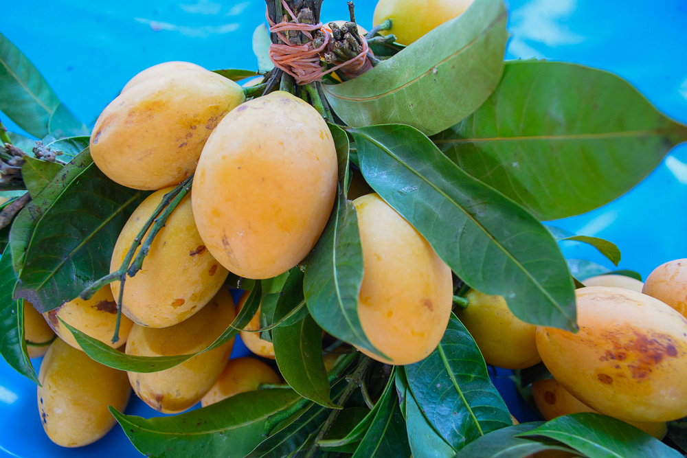 Close-up of ripe Bouea macrophylla fruits, also known as Marian plum or Gandaria mango, with green leaves against a blue background.