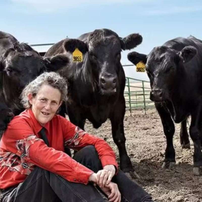A person sits calmly amid three black cows in a farm setting, illustrating a close bond with animals often associated with Temple Grandin's autism story.