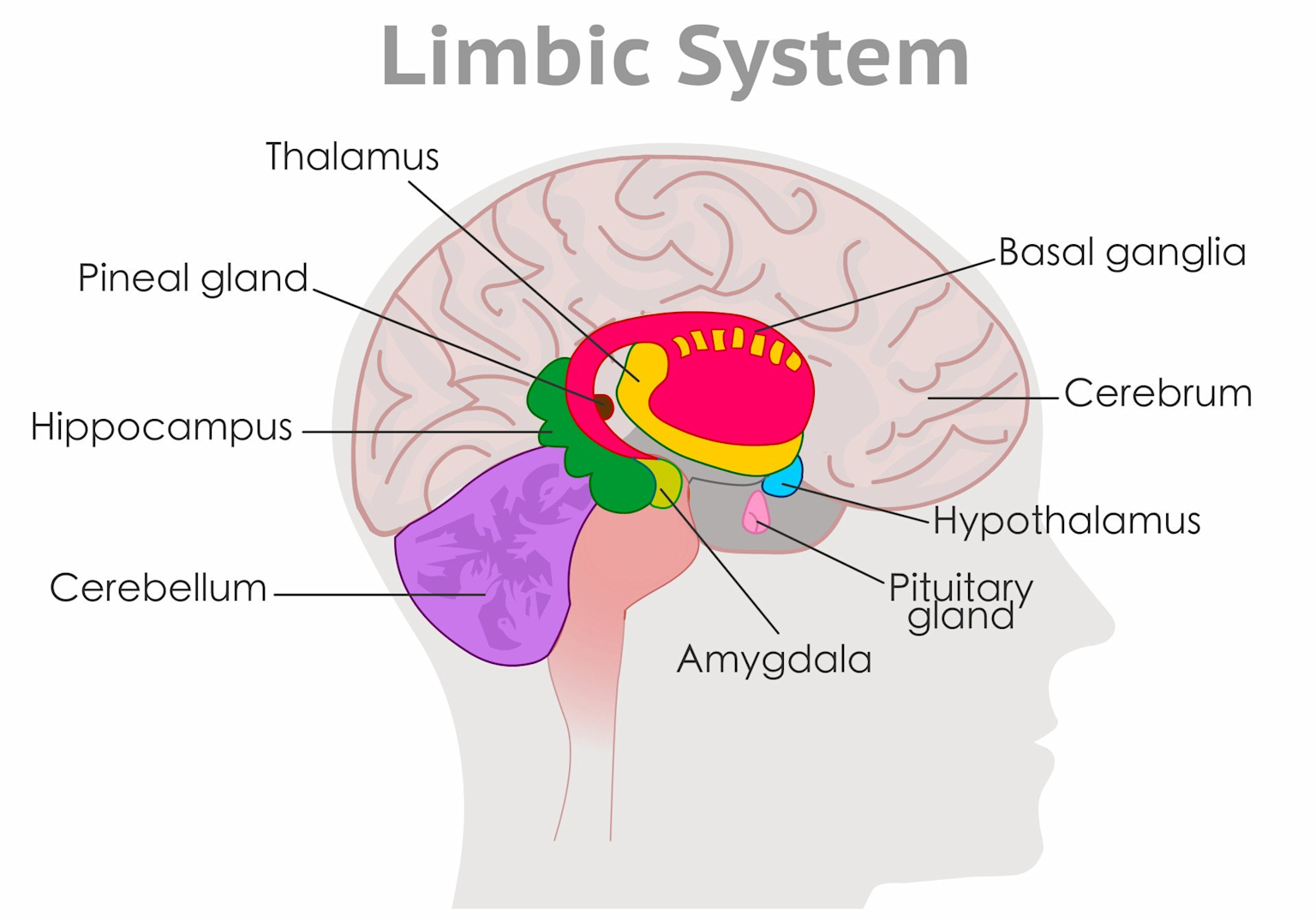 Diagram of the human limbic system highlighting brain regions involved in instinct and emotional processing.
