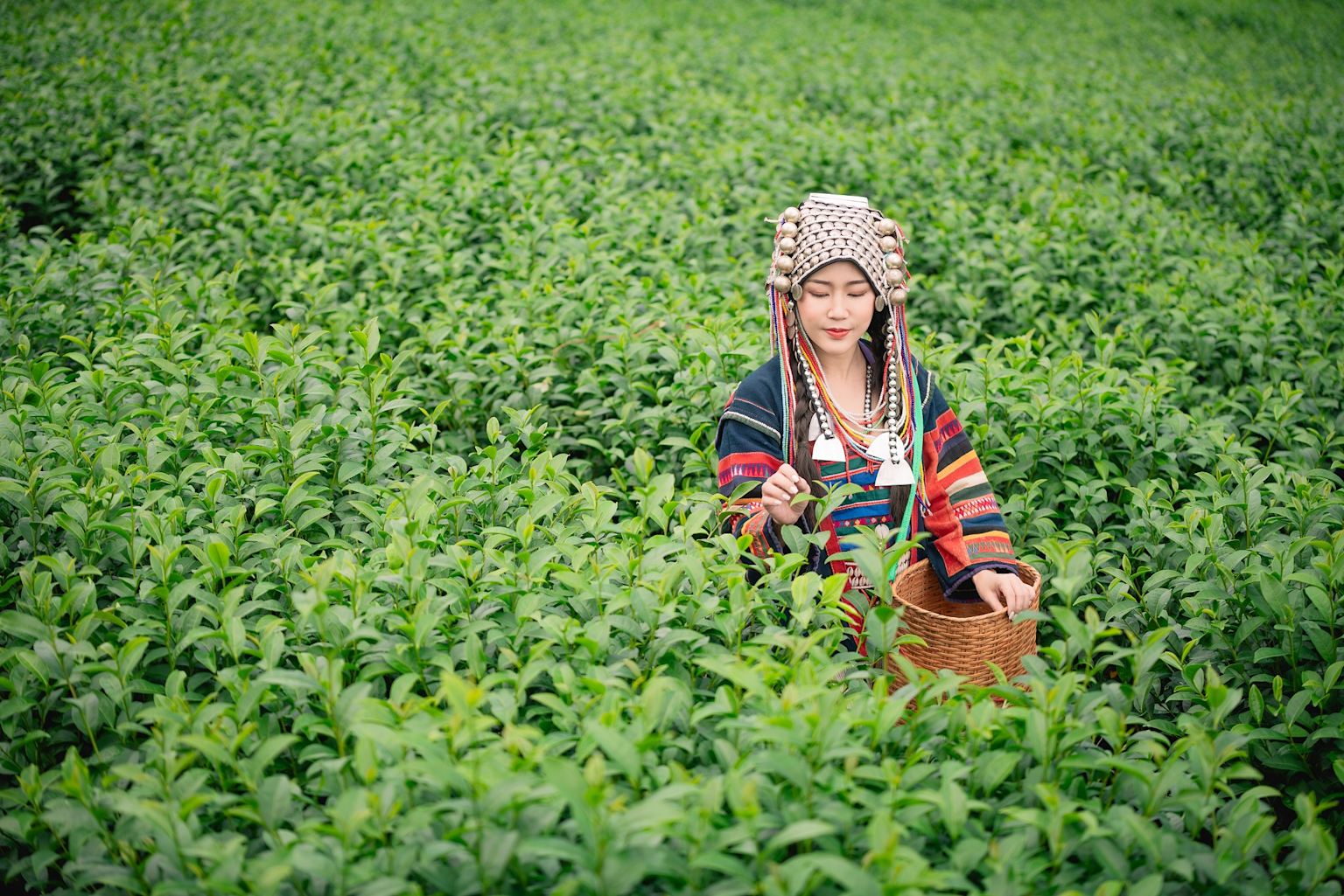 Traditional farmer harvesting herbs