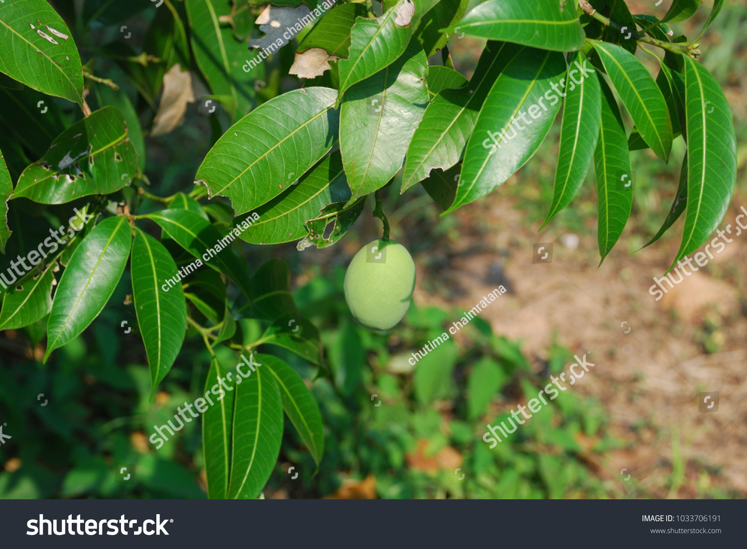 Bouea macrophylla branch with green leaves and a single unripe fruit, showing the plant's growth habit and fruit appearance.