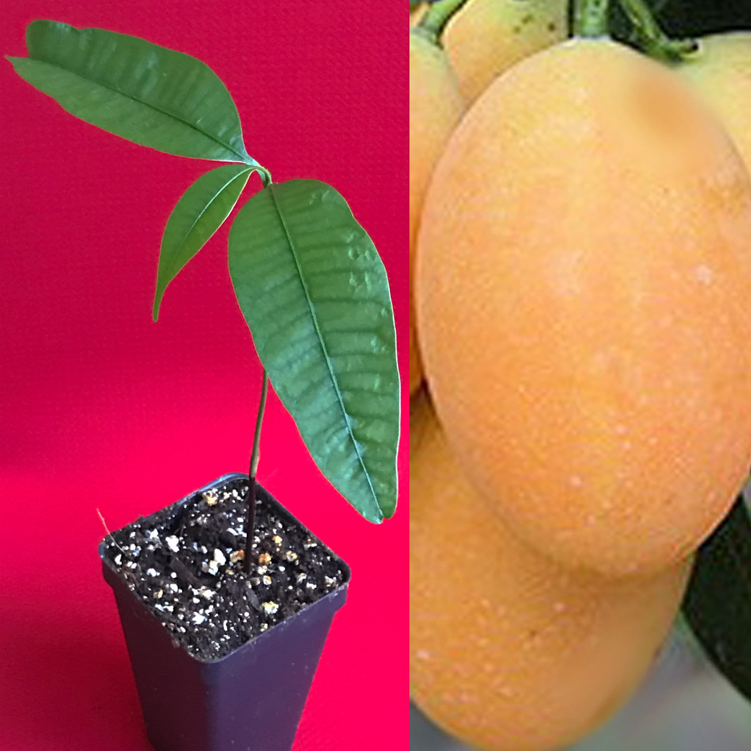 Young potted Bouea macrophylla plant and close-up of its mature yellow-orange Marian plum fruits.