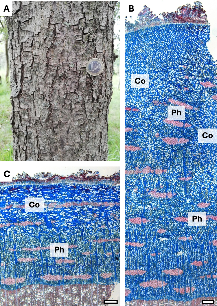 Bark texture and microscopic cross-sections showing cortex and phloem tissues of Bouea macrophylla (Gandaria) trunk.