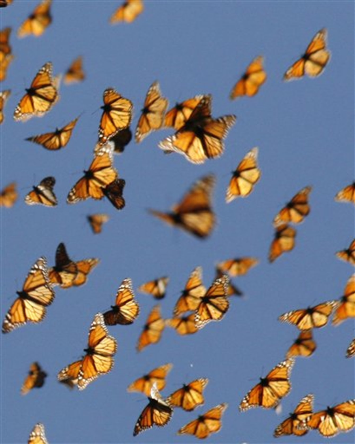 A swarm of monarch butterflies flying during migration, demonstrating instinctive migratory behavior.