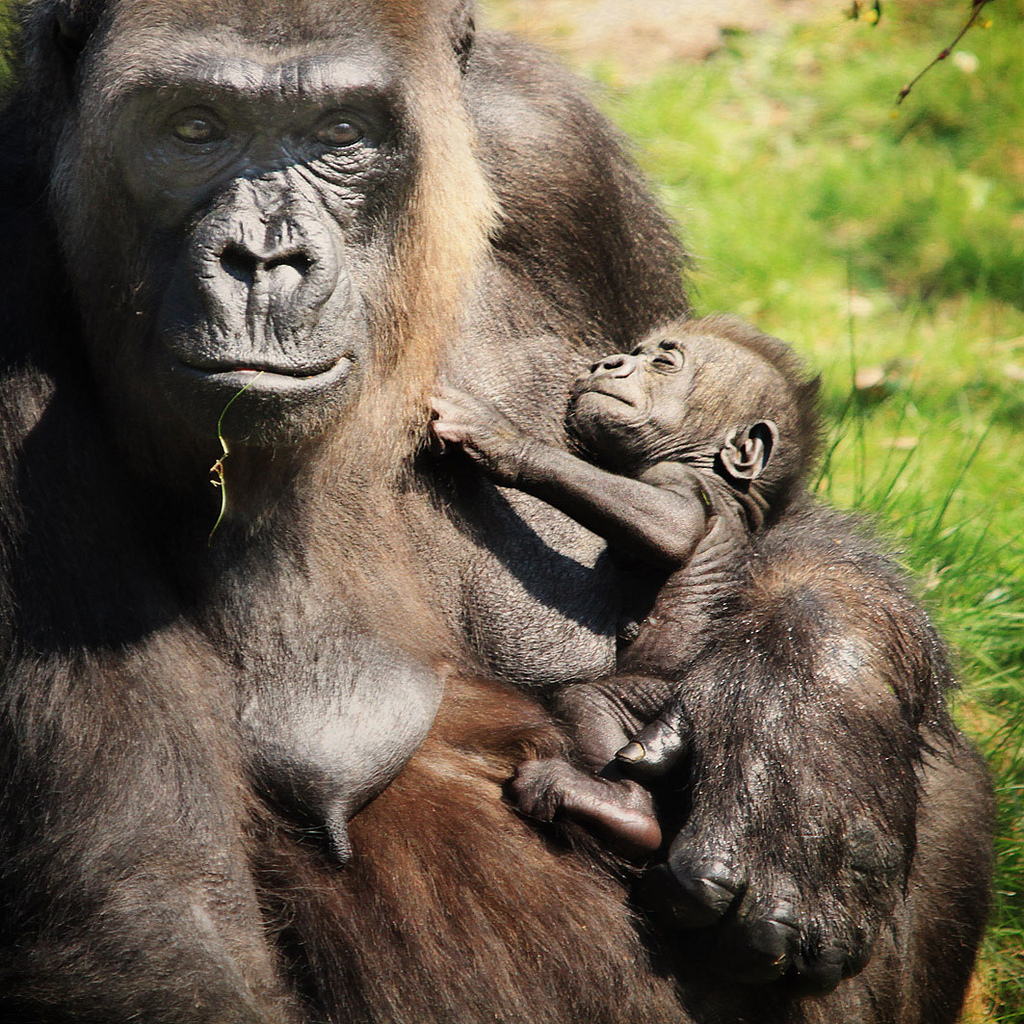 A mother gorilla embracing her infant, showcasing maternal instinct and bonding in mammals.