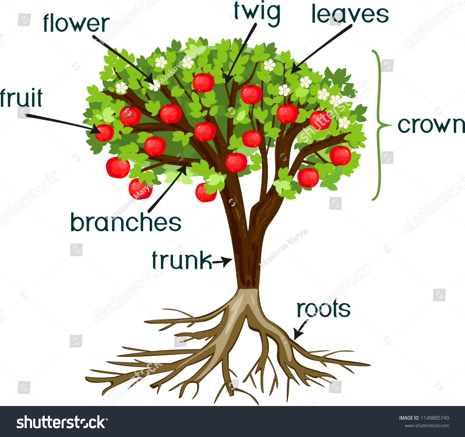Labeled diagram of an apple tree showing roots, trunk, branches, twigs, leaves, flowers, and fruit