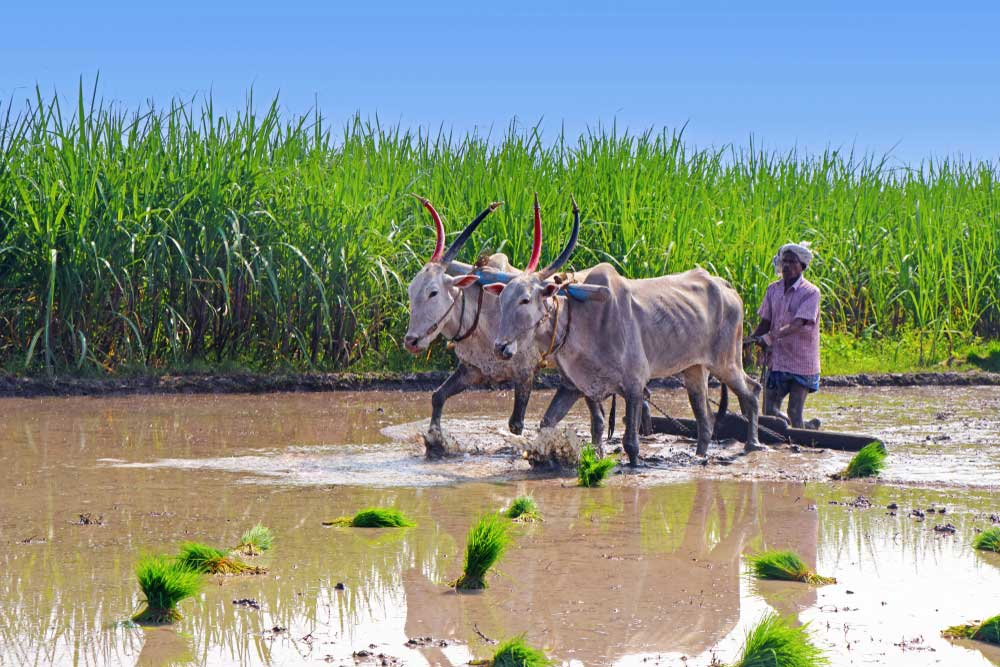 A small farmer in Telangana plows a paddy field using oxen, illustrating traditional agricultural practices in rural villages