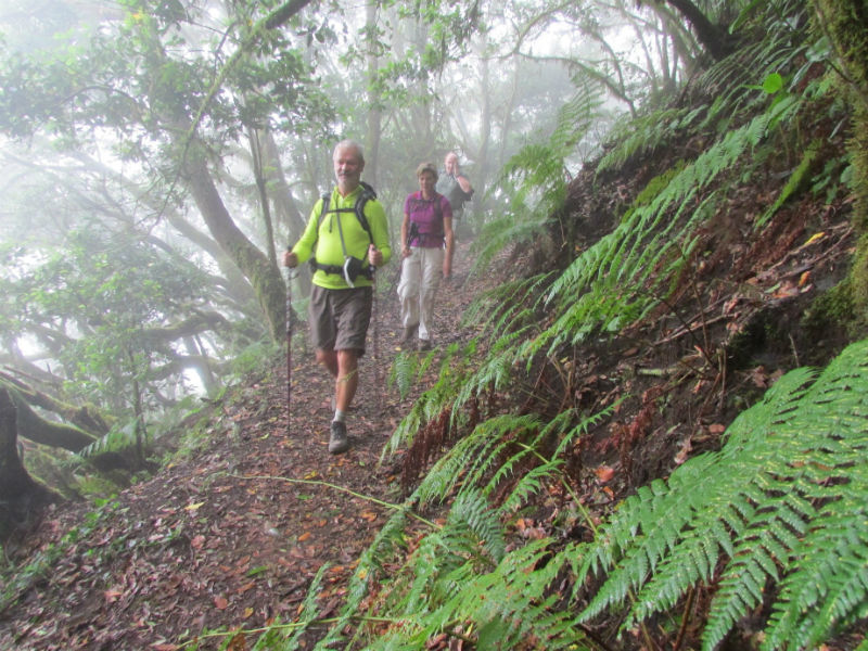 Family hiking through the misty laurel forest of Garajonay National Park in La Gomera, Spain, showcasing lush greenery and a serene natural trail
