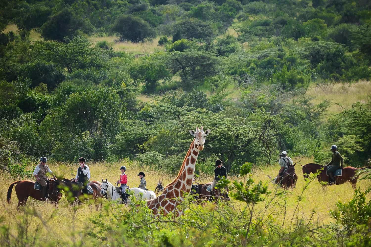 Family horseback safari in Kenya featuring close-up views of giraffes in a scenic, green savannah landscape