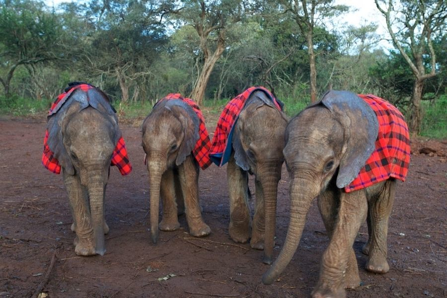 Young elephants wearing traditional Maasai shukas in a forested setting during a Kenyan family safari