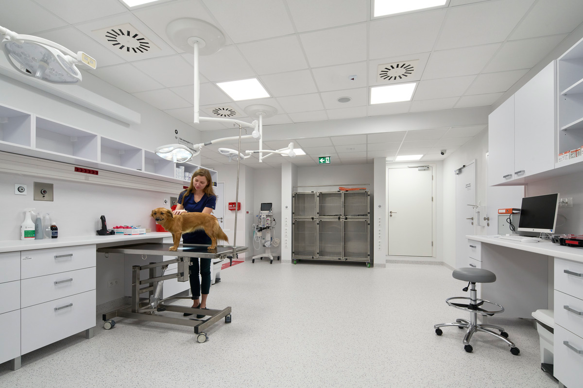 Modern veterinary clinic with professional veterinarian and technology