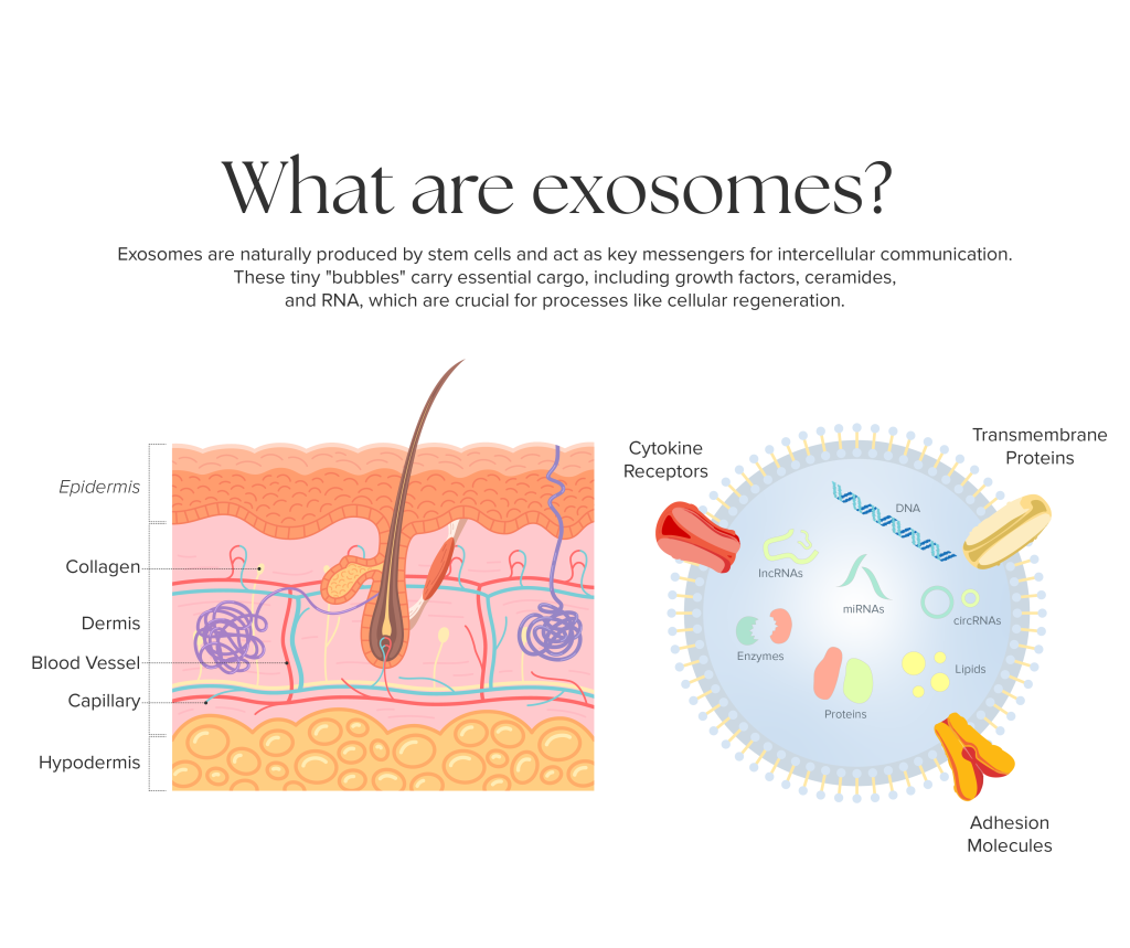 Diagram illustrating exosomes as tiny biological messengers carrying regenerative molecules essential for skin cell communication and regeneration