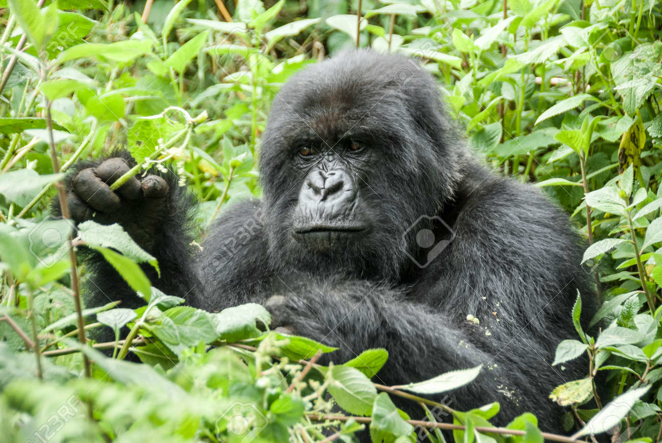 Mountain gorilla in the lush forest of Rwanda's Volcanoes National Park