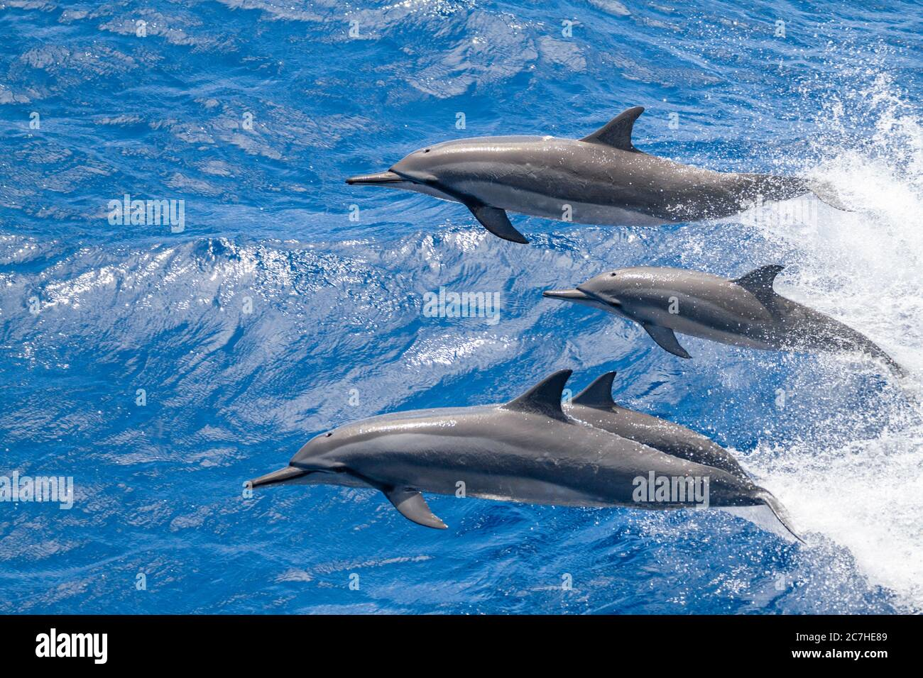 Four spinner dolphins leaping together over the blue ocean waters, illustrating marine life vibrancy near Fernando de Noronha