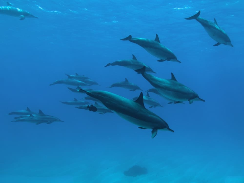 Spinner dolphins swimming gracefully in the clear waters of Fernando de Noronha