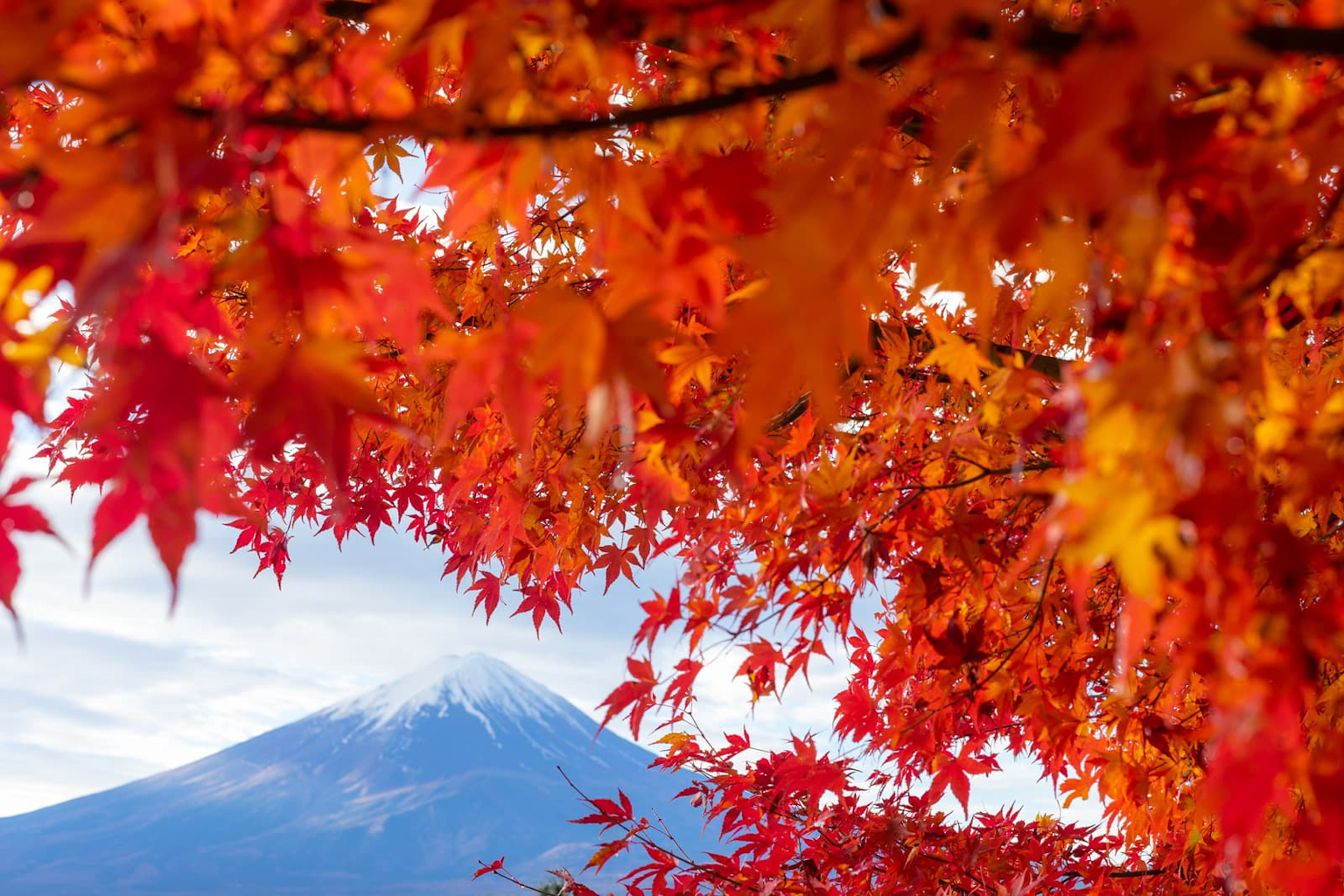 Bright red and orange maple leaves framing Mt. Fuji covered with snow in autumn