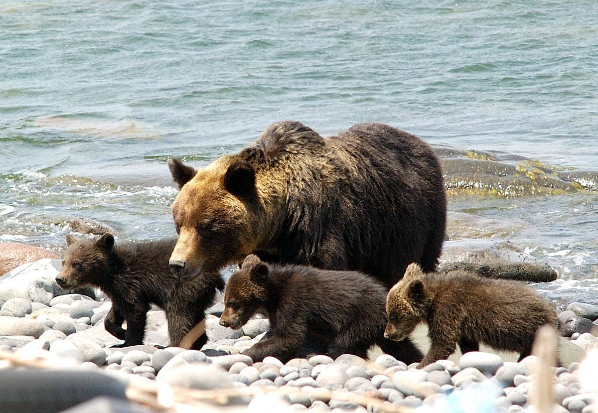 Brown bear mother with cubs walking along a rocky shore by the water on Shiretoko Peninsula, Japan