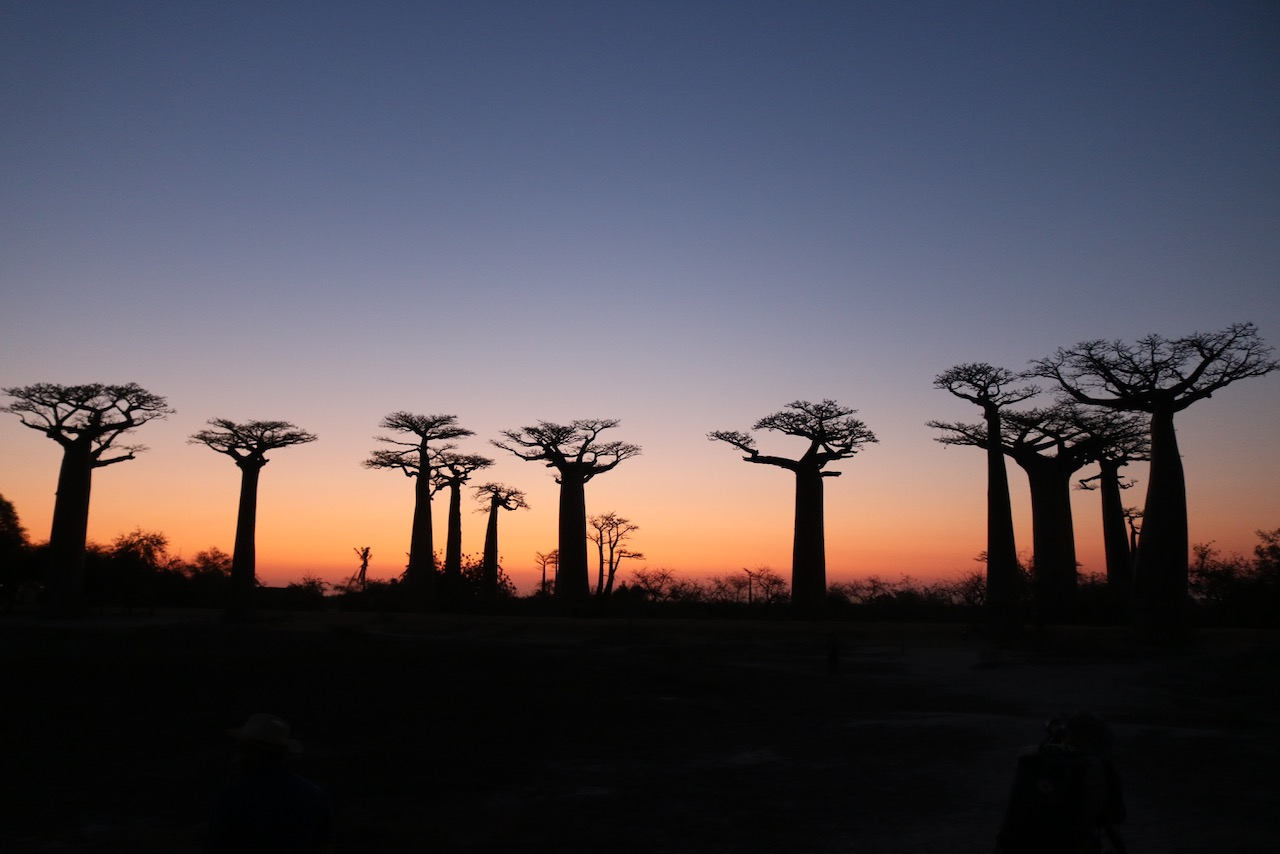 Sunset silhouette of Madagascar's Avenue of the Baobabs showcasing iconic baobab trees against a vibrant twilight sky