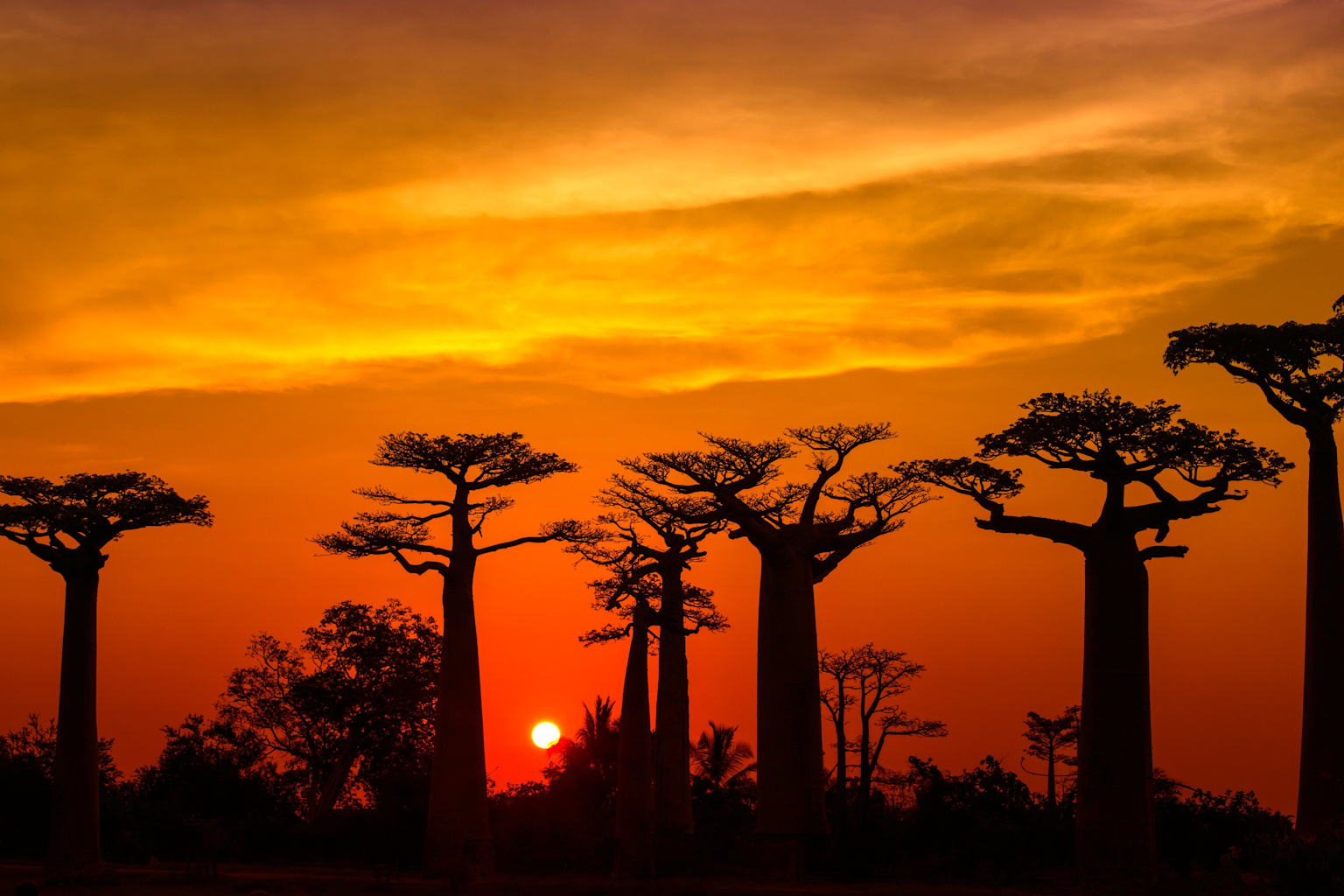 Sunset over the iconic Avenue of the Baobabs in Madagascar, showcasing silhouetted baobab trees against a vibrant orange sky