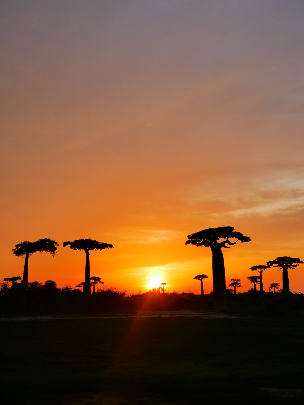 Sunset over Madagascar's iconic Avenue of the Baobabs, showcasing the majestic silhouette of ancient trees against a vibrant orange sky