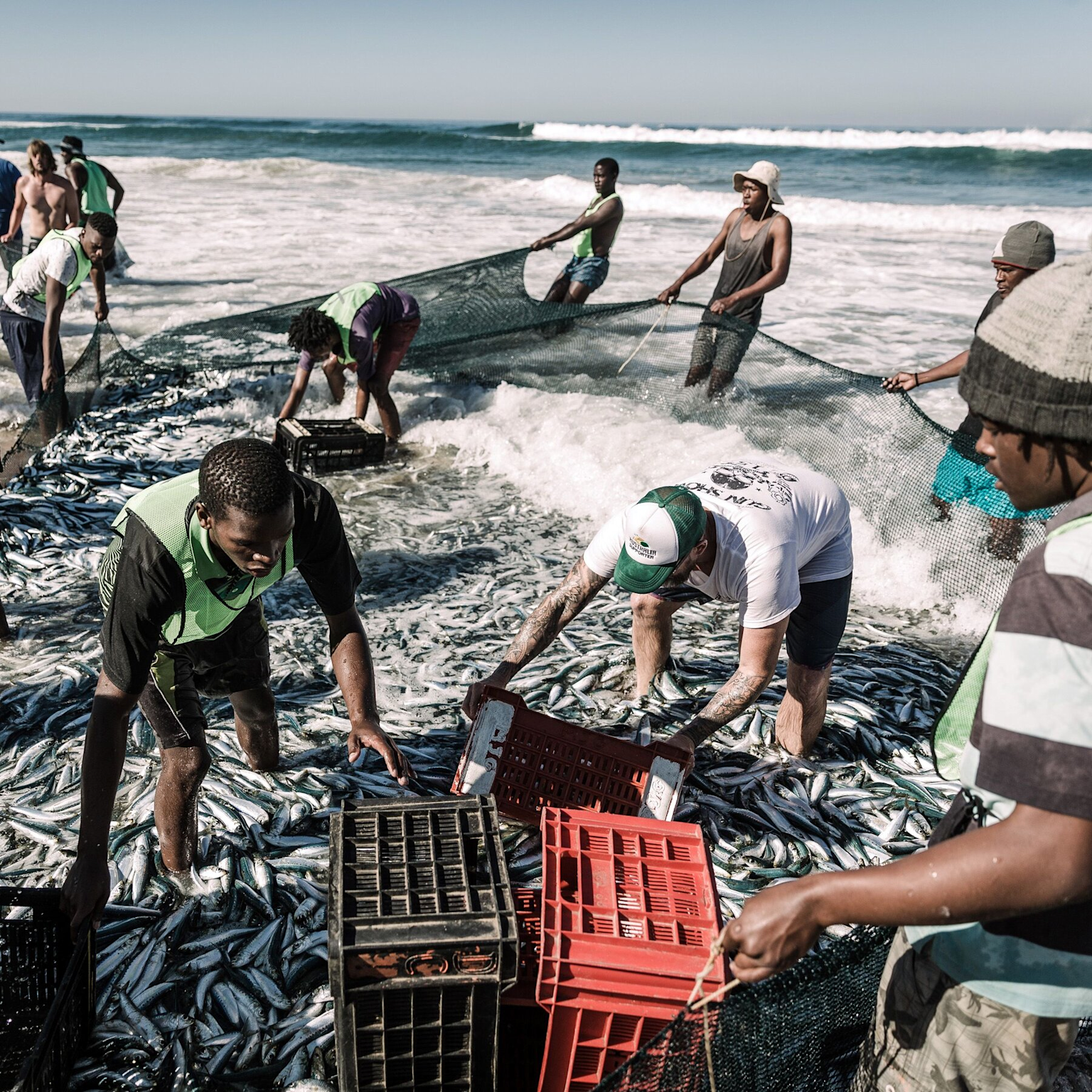 Fishermen working together to haul a large fish catch in coastal waters, highlighting community involvement in resource extraction