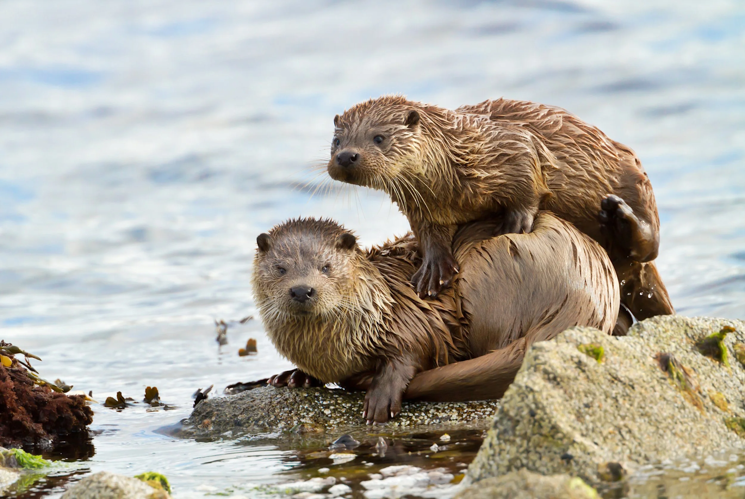 Two otters perched on coastal rocks in a marine environment, showcasing wildlife of coastal areas
