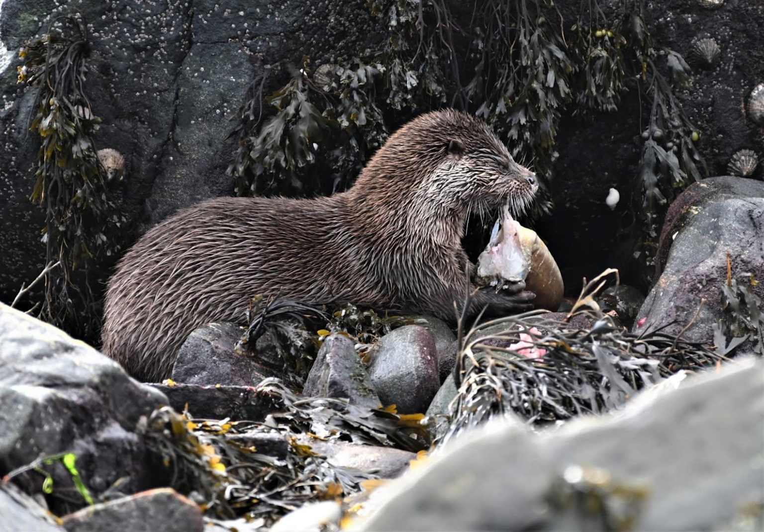 An otter feeding on a fish among coastal rocks and kelp beds in its natural habitat