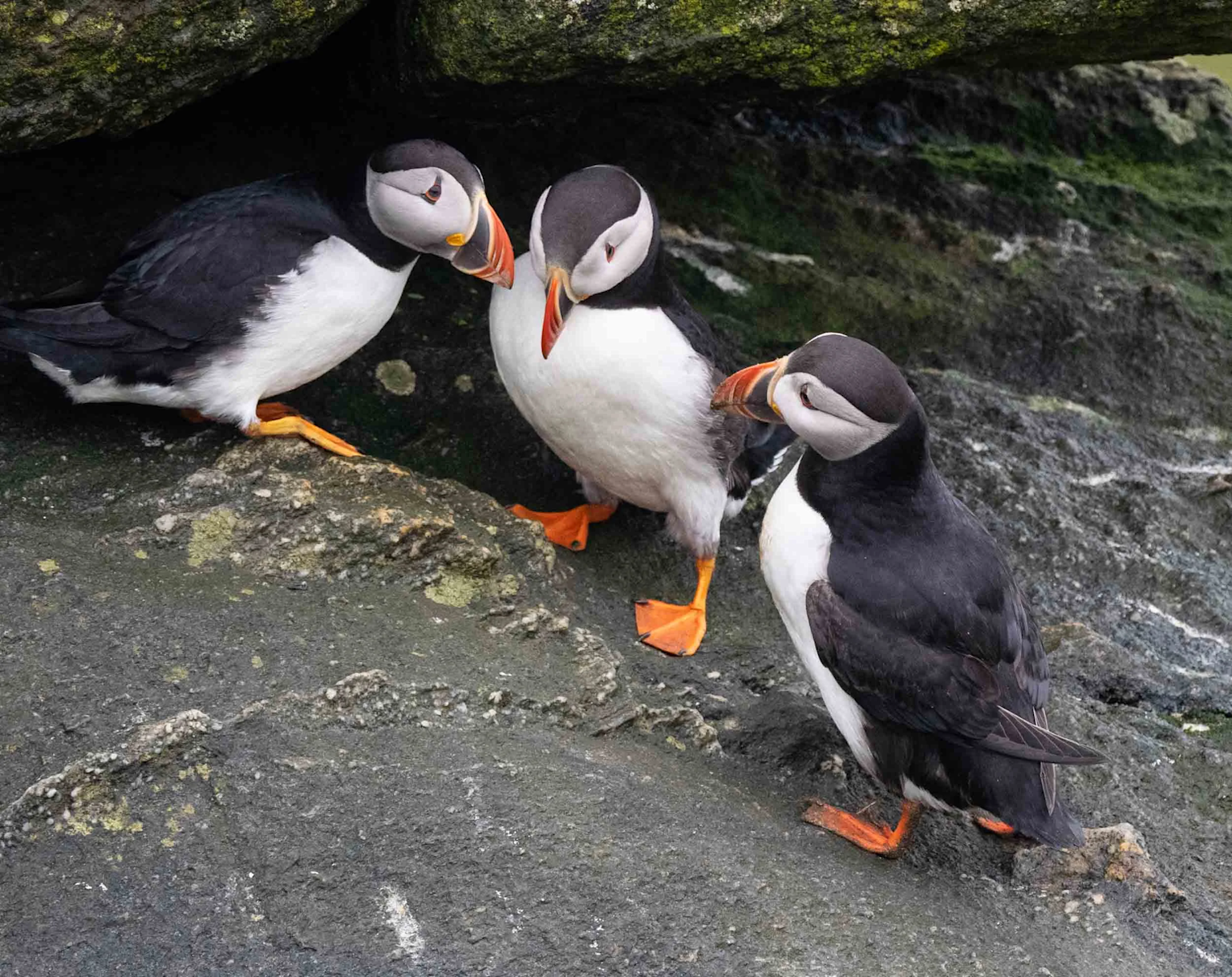 Three Atlantic puffins on rocky coastal cliffs, typical seabird scenery of the Shetland Islands, Scotland