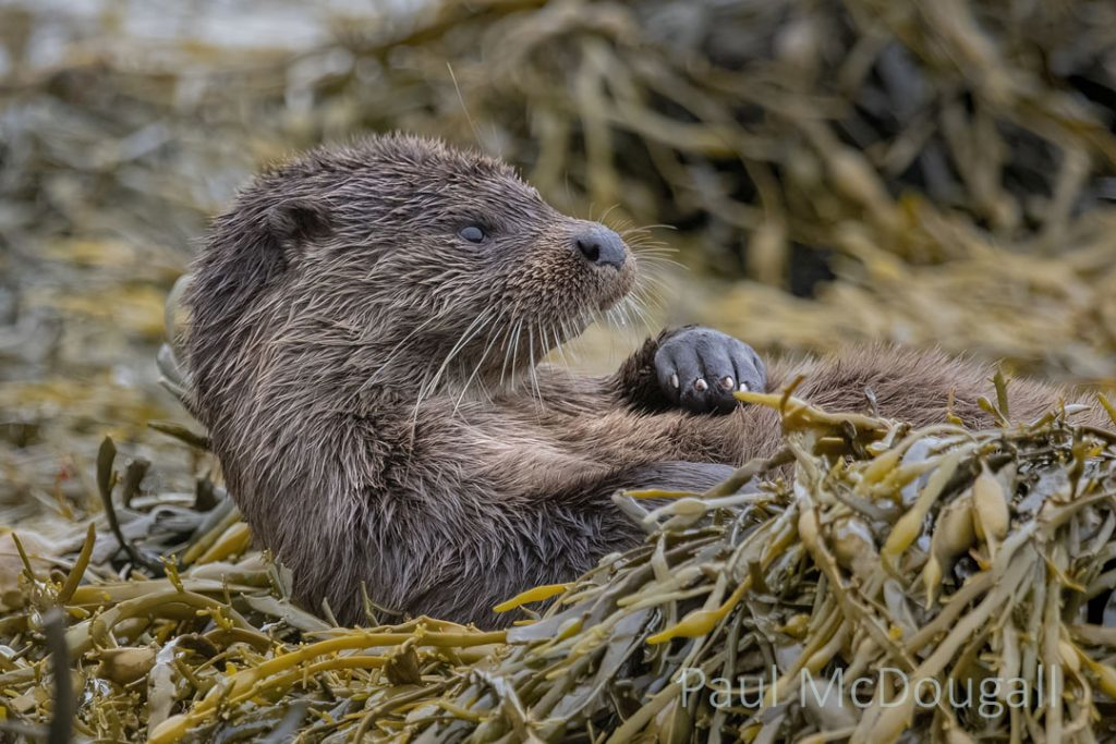 Close-up of a wild otter resting in kelp beds in Scotland's coastal waters