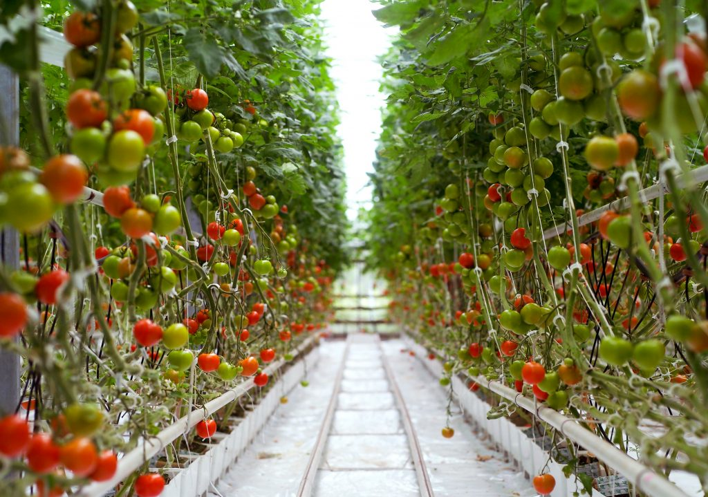 Rows of healthy tomato plants growing in a greenhouse showing various stages of ripeness