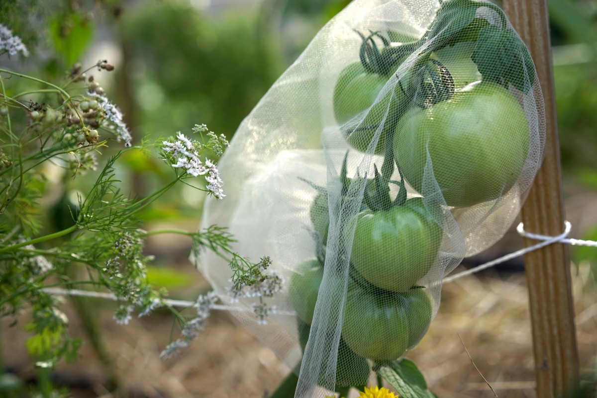 Green tomatoes protected by a white mesh net to prevent pest damage in an organic garden setting