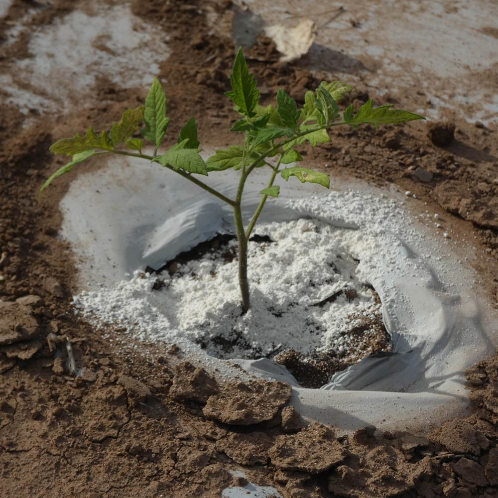 A young tomato plant with diatomaceous earth applied around its base as an organic pesticide for pest control