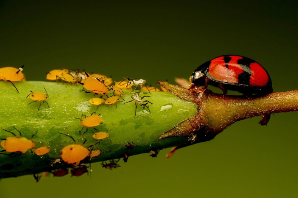 A ladybug feeding on aphids on a plant stem, illustrating natural organic pest control for tomato plants