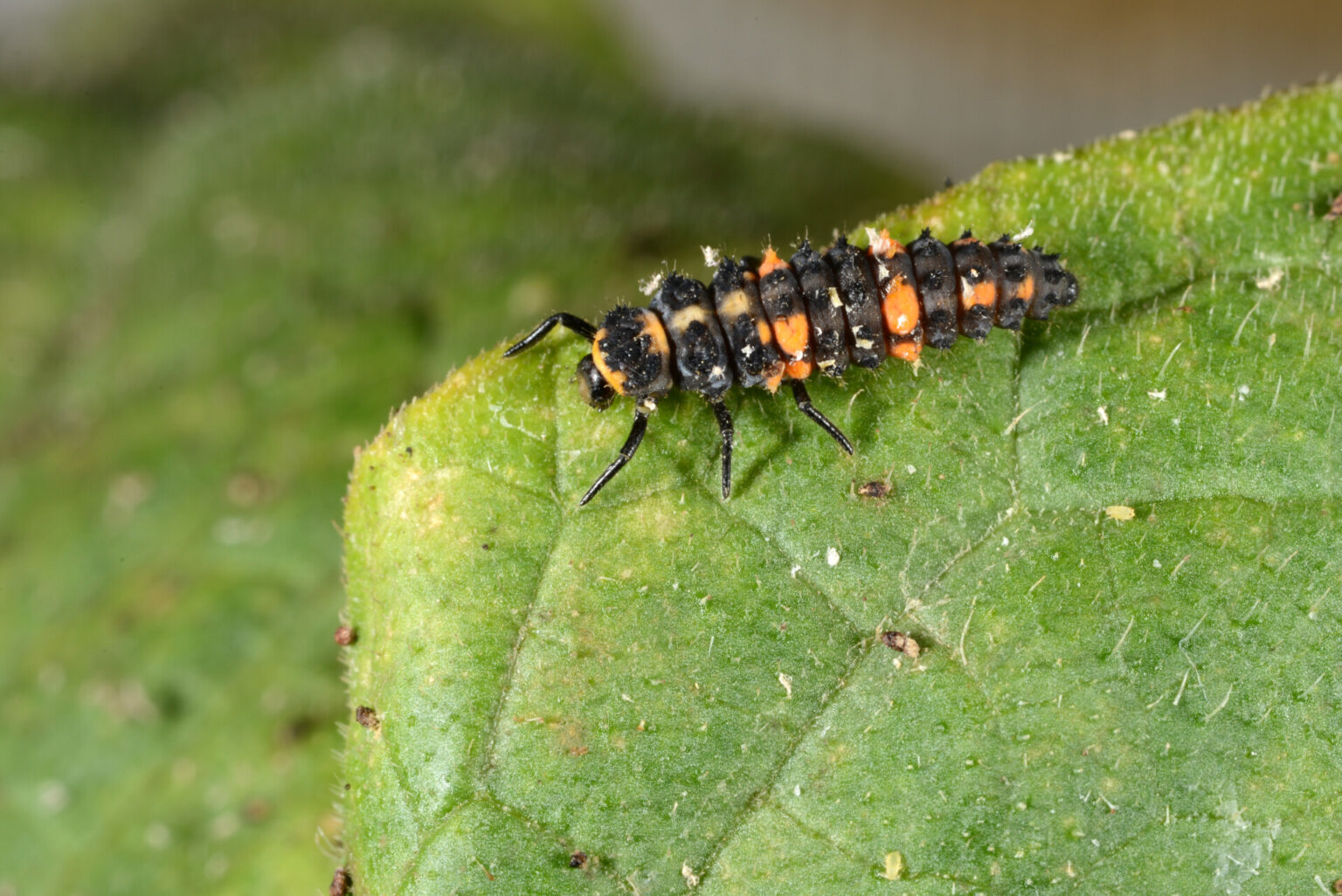 Ladybug larvae on a leaf as a natural pest control agent targeting aphids in organic tomato cultivation
