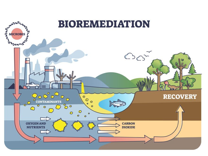 Illustration of the bioremediation process showing microbes breaking down contaminants for environmental recovery