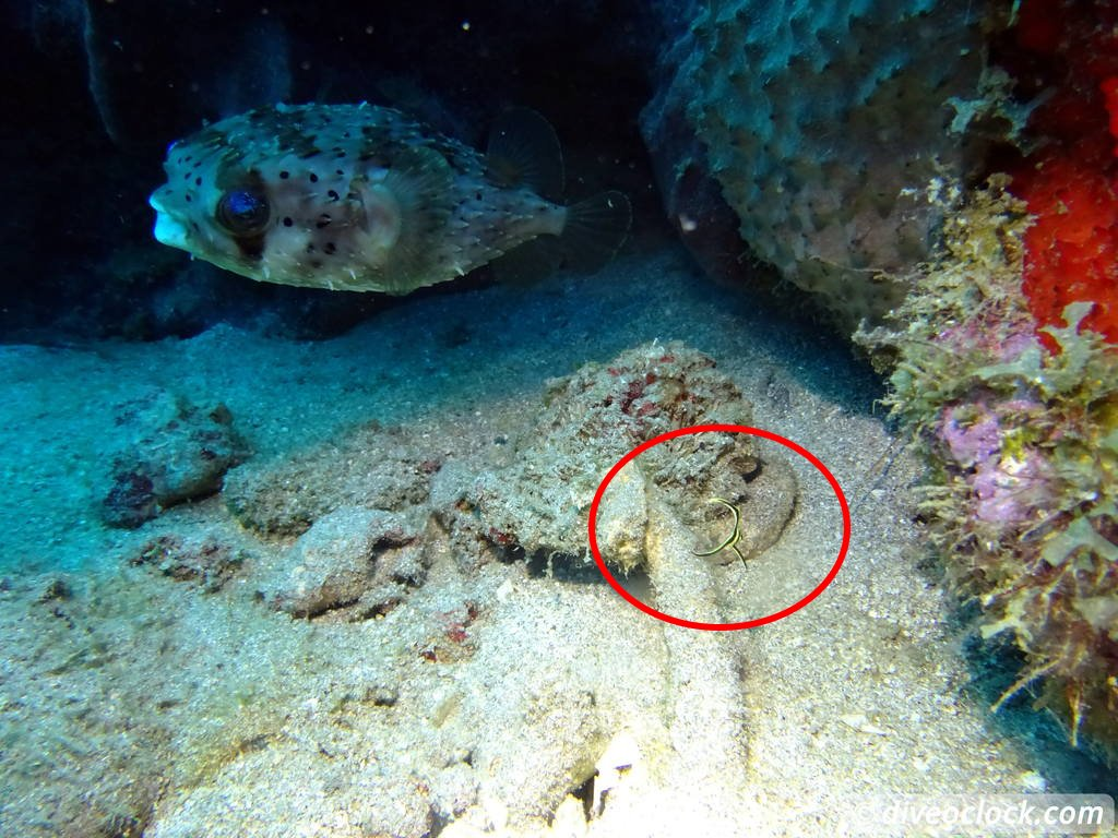 Underwater view of a pufferfish swimming near coral and sandy seabed at a volcanic reef
